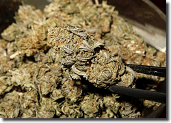 Marijuana buds