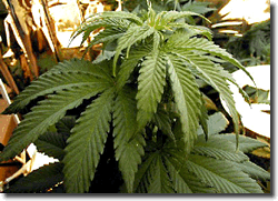 Marijuana Plant