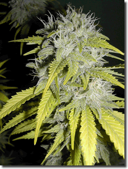 Marijuana Plant 2