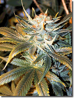 Marijuana plant 3